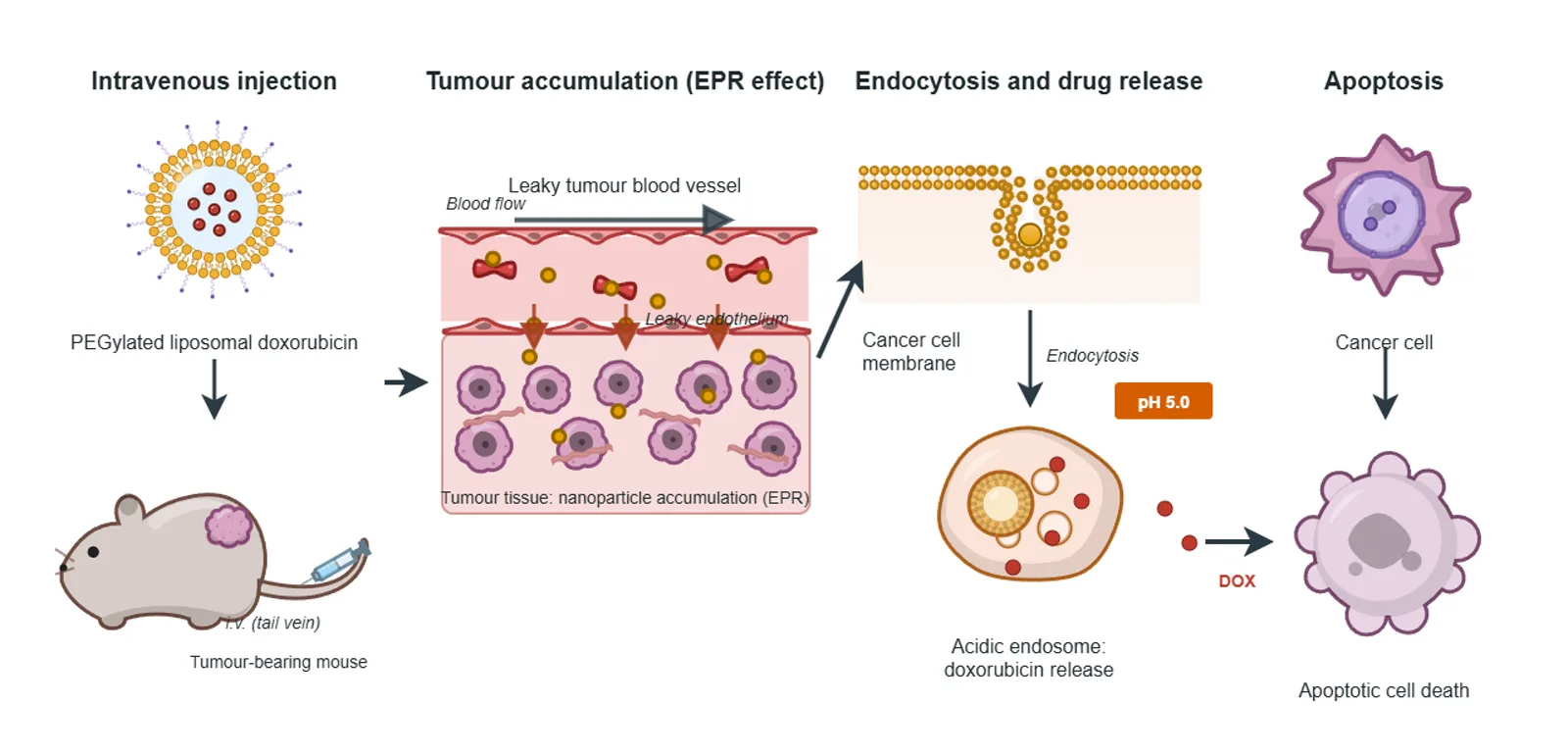 Graphical abstract: liposomal doxorubicin, built by the BioGein design agent