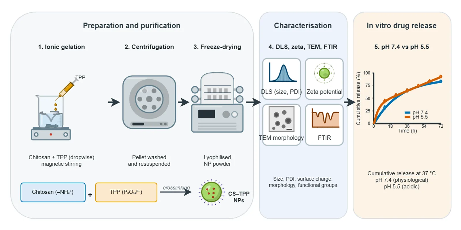 Methods: chitosan nanoparticle preparation and testing, built by the BioGein design agent