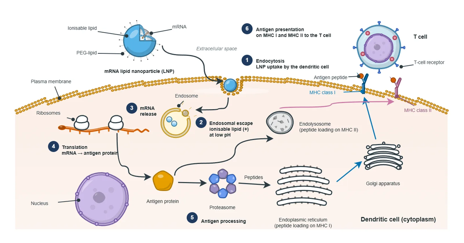 Mechanism: mRNA lipid nanoparticle to antigen presentation, built by the BioGein design agent