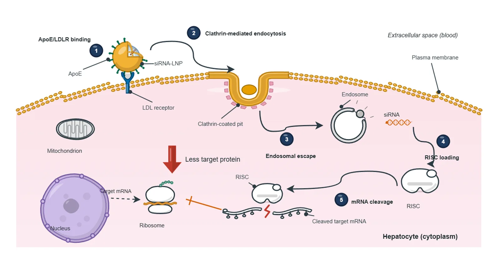 Mechanism: siRNA lipid nanoparticle in a hepatocyte, built by the BioGein design agent