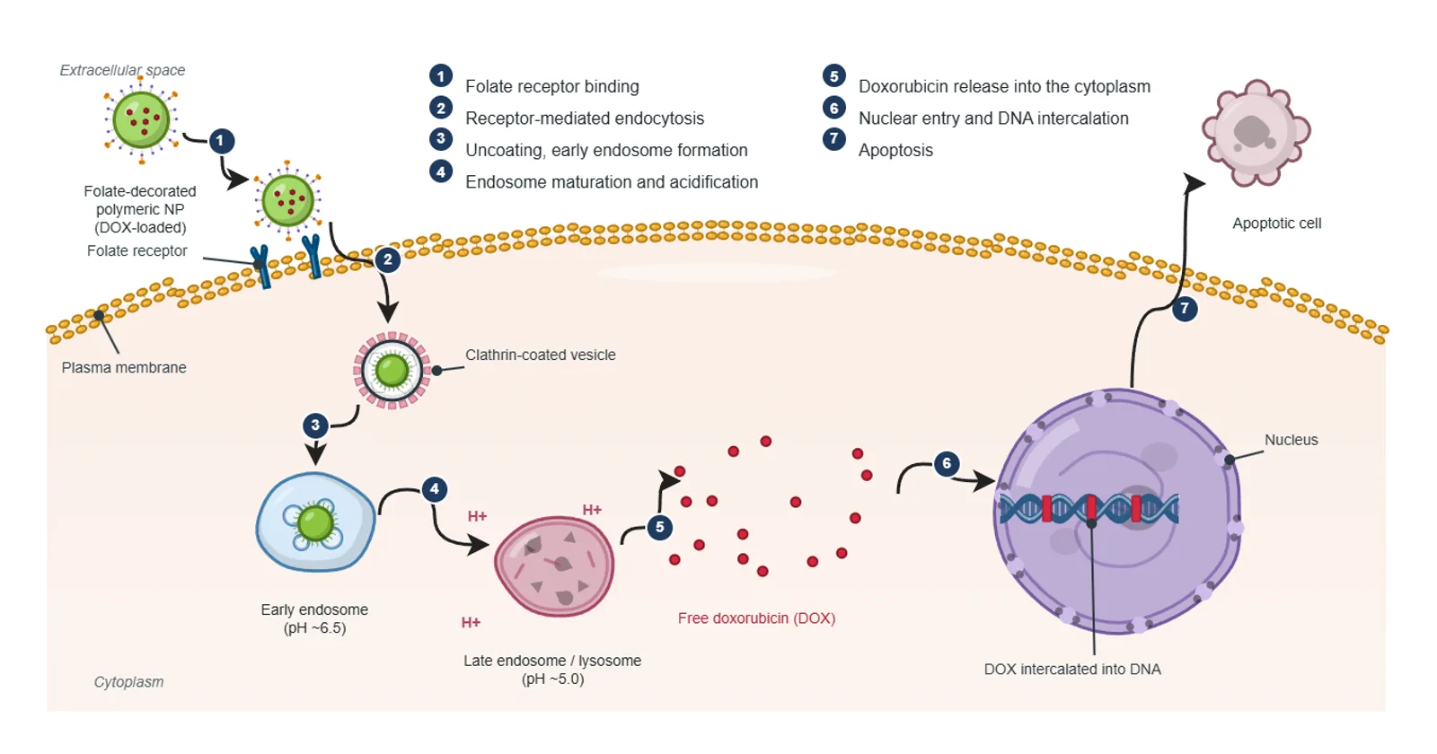 Mechanism: folate-targeted nanoparticle delivery, built by the BioGein design agent